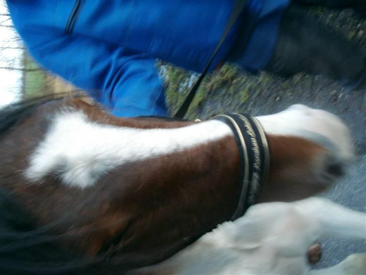 Anden særlig race Pepsie billede 4