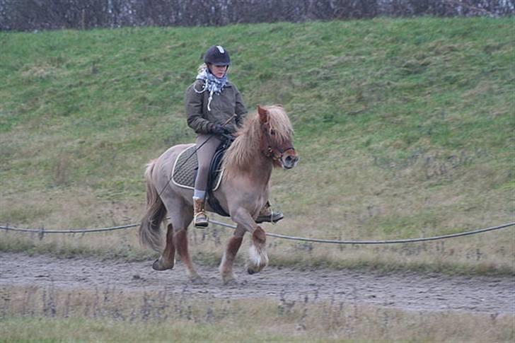 Islænder Tímon fra Korshøje  - Tølt januar 08. Foto: Vanessa Dreisig billede 20