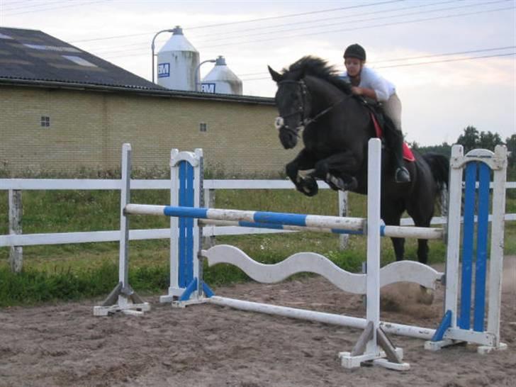 Oldenborg Blackie billede 7