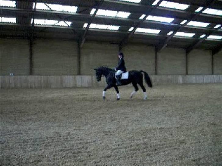 Oldenborg Blackie billede 9