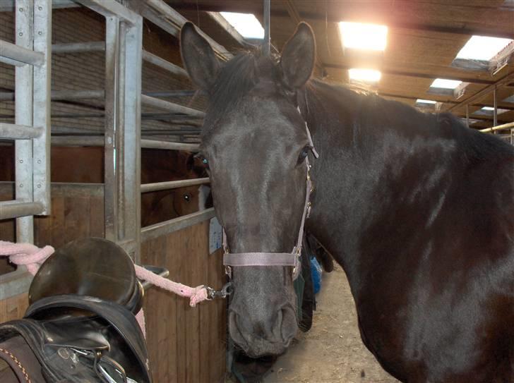 Oldenborg Blackie billede 10