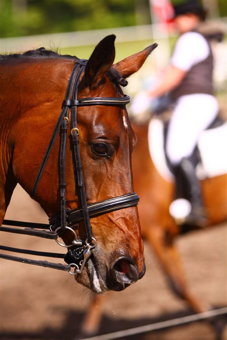 Dansk Varmblod Malays Fælledgård (solgt :-( - Opvisning i Thisted til åbenthus billede 2