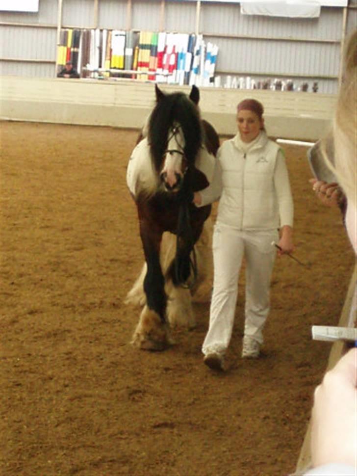 Irish Cob Simon of Sunshine - kåring DTF Vejle 2006 simon blev 1. premium billede 13