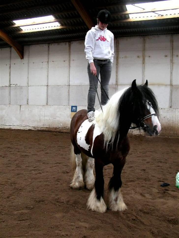 Irish Cob Simon of Sunshine - Han finder sig i alt billede 14