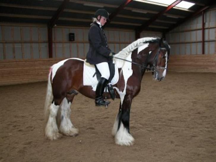 Irish Cob Simon of Sunshine - dressur stævne i SRL billede 15