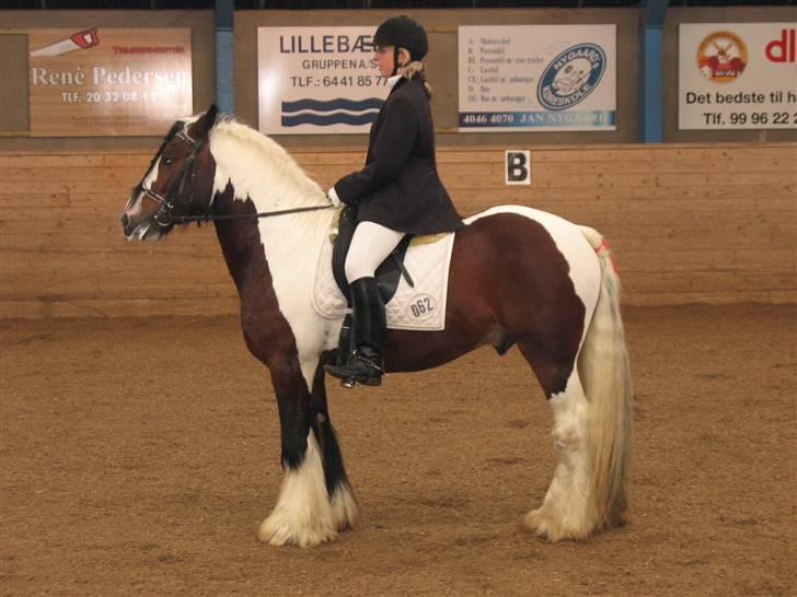 Irish Cob Simon of Sunshine - brugsprøve kåring 2006 DTF Bedste rideprøve nogensinde 83 % billede 18