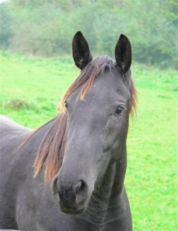 Knabstrupper Calista **** R.I.P. **** - Calista 2 år gammel billede 12