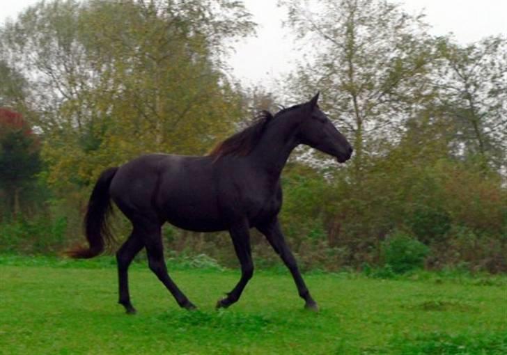 Knabstrupper Calista **** R.I.P. **** - Calista 2 år gammel billede 13