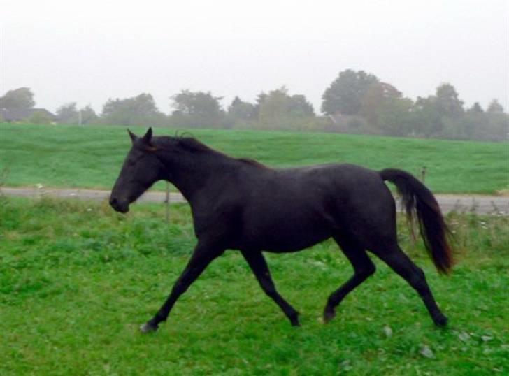 Knabstrupper Calista **** R.I.P. **** - Calista 2 år gammel billede 14