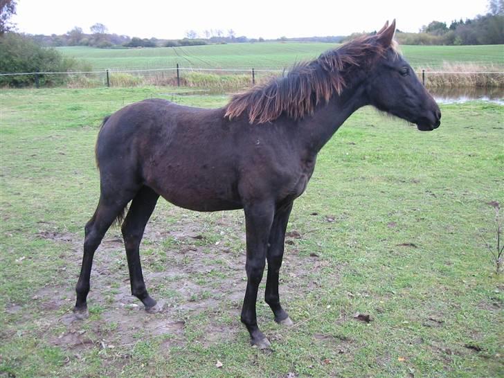 Knabstrupper Calista **** R.I.P. **** - Calista 5 mdr billede 16