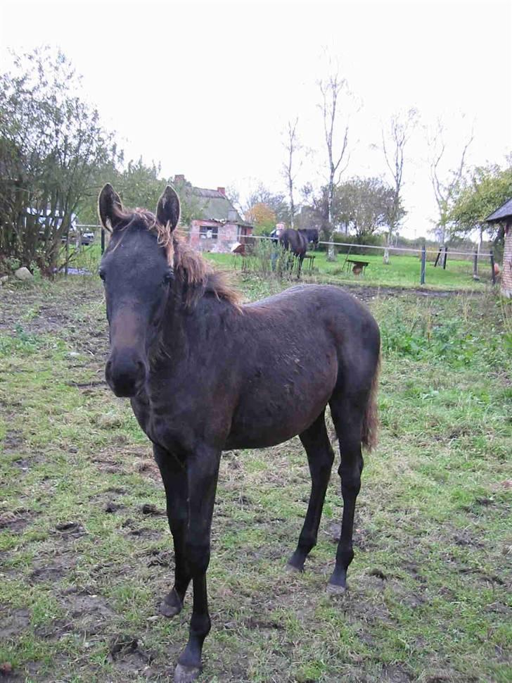 Knabstrupper Calista **** R.I.P. **** - Calista 5 mdr. billede 17