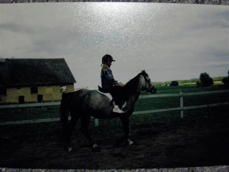 Anden særlig race Sammie * MIN FØRSTE HEST* - Første ridetur der hjemme, efter Sammie er kommet hjem billede 14
