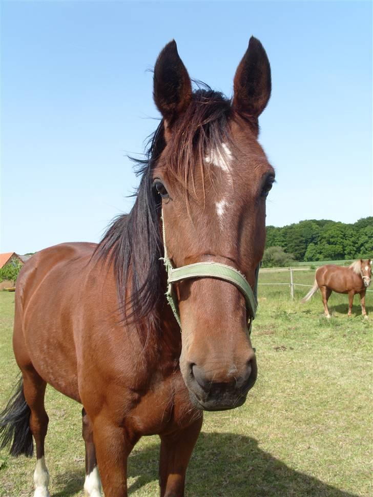 Traver hazel park (d) billede 1