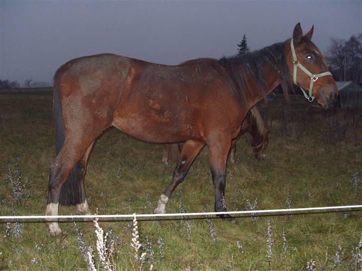 Traver hazel park (d) billede 2