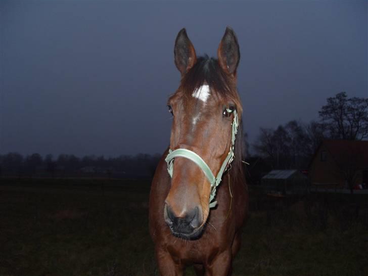 Traver hazel park (d) billede 3