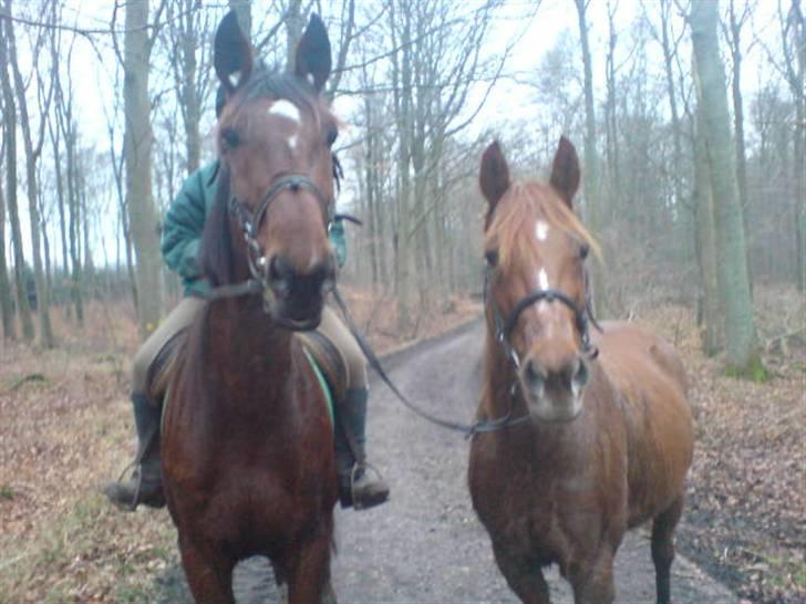 Traver hazel park (d) - hazel står til venstre billede 4