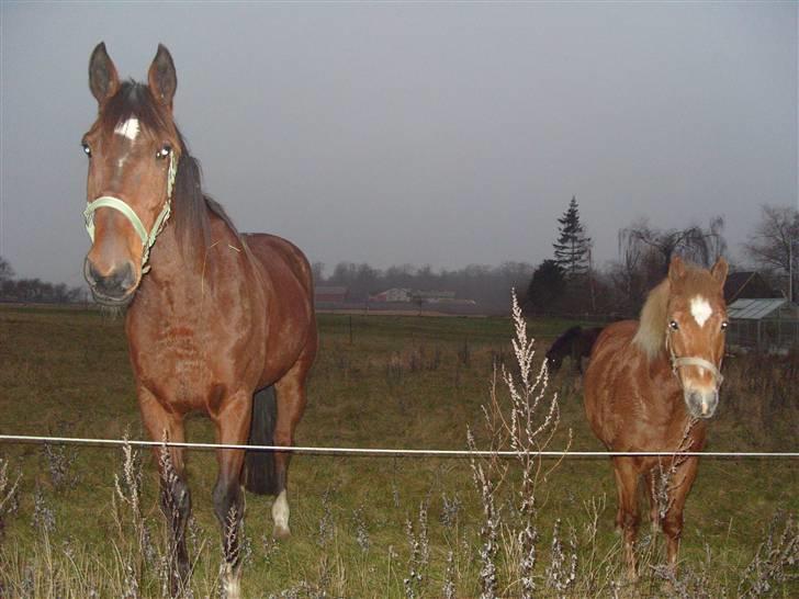 Traver hazel park (d) - hazel står til venstre billede 5