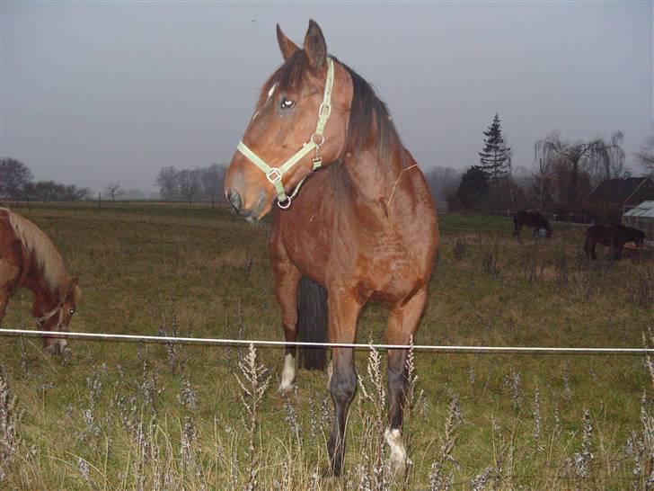 Traver hazel park (d) billede 6