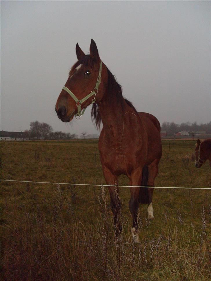 Traver hazel park (d) billede 7