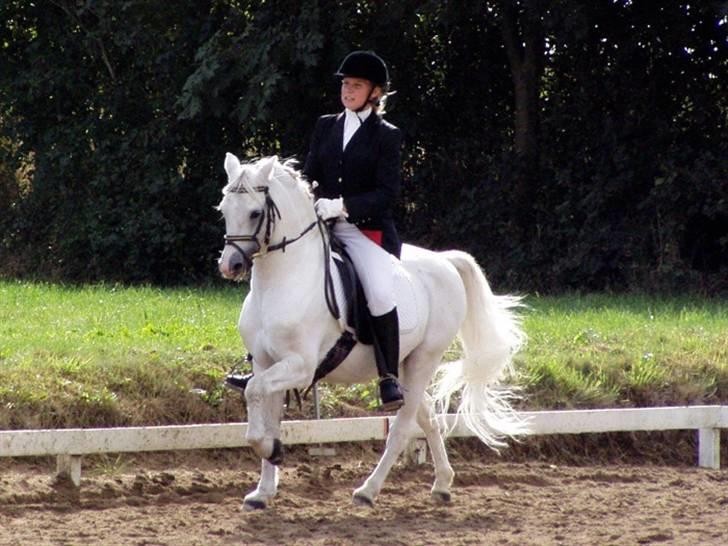 Welsh Pony (sec B) Lyngvejens Ravalla - Ravallas far : Møllegaardens Sinalco :) billede 8