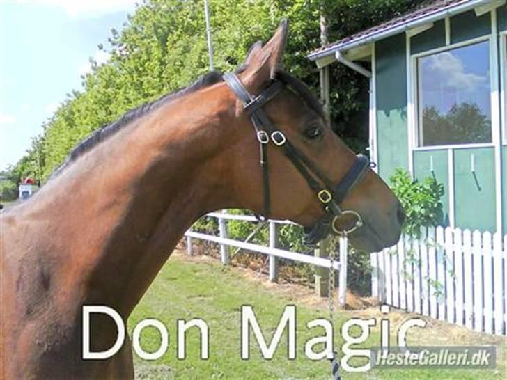 Hannoveraner Don Magic - Magic i trav og løs i ridehuset billede 1