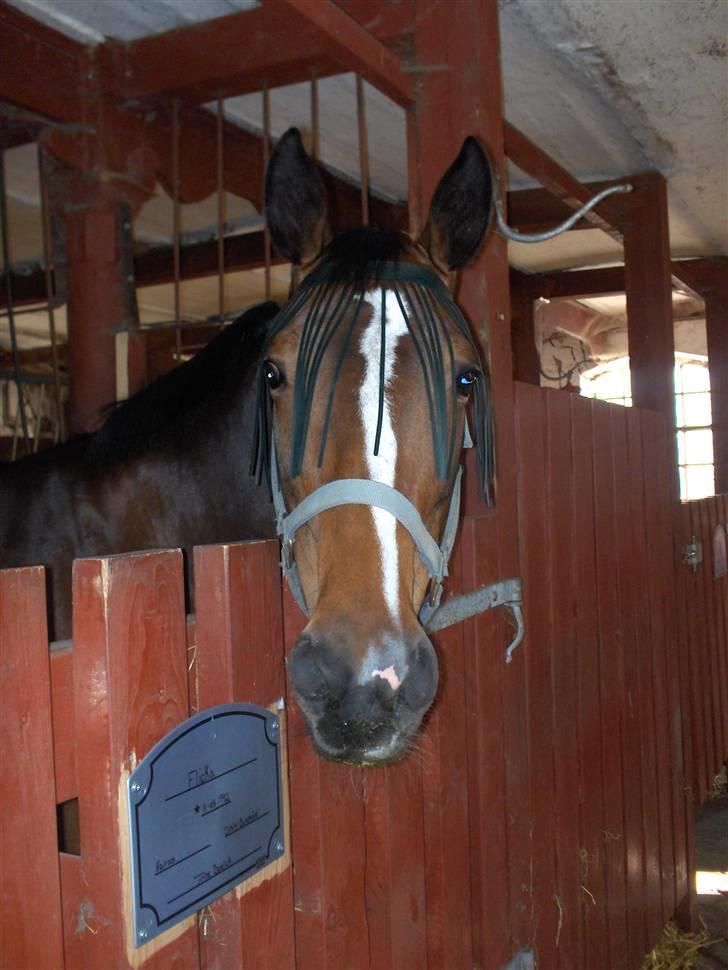 Traver Flicka - hej hej billede 4