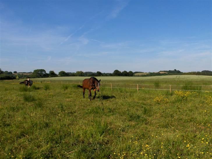 Traver Flicka - flicka kommer mig i møde billede 5