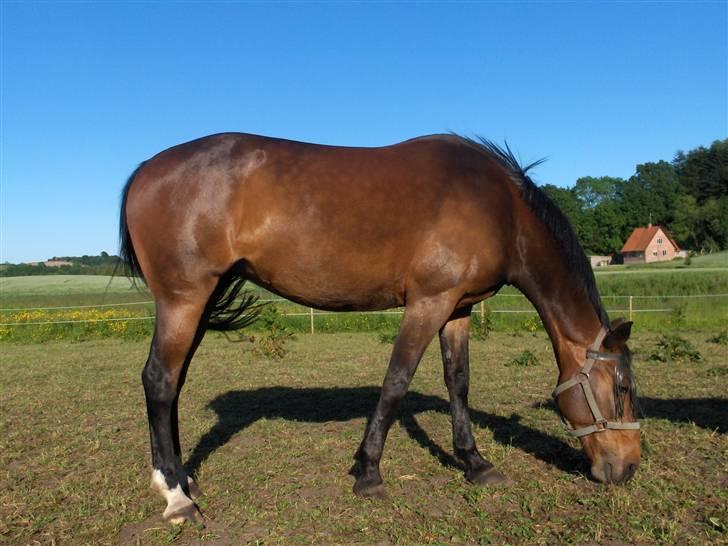 Traver Flicka - flicka græsser billede 6