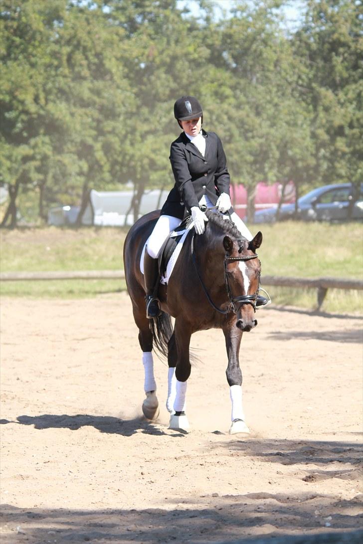 Holstener La Mari-Bell - Stævne i Fjeldsted 7 aug 2010 - færdig m La1, som hun gik til 63,46 %.  billede 1