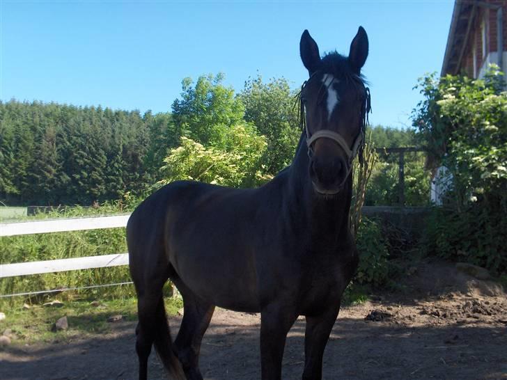 Holstener La Mari-Bell - sommeren 2007 - en af de få dage med sol billede 2