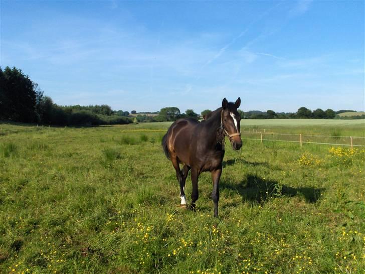 Holstener La Mari-Bell - sommeren 2007 -  La Mari-Bell kommer mig i møde billede 3