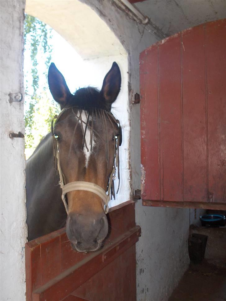 Holstener La Mari-Bell - Kigger lige ind af stalddøren billede 4