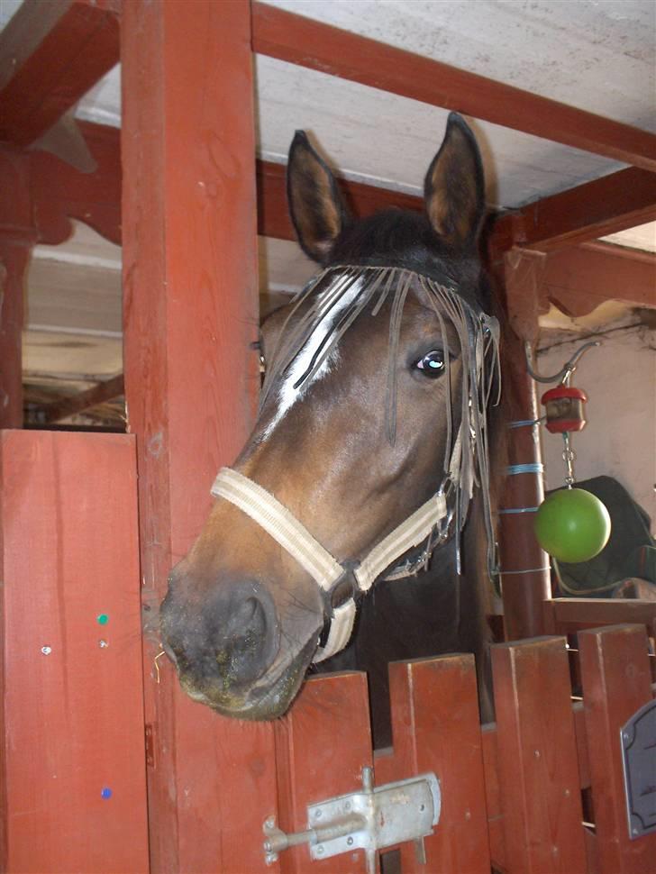 Holstener La Mari-Bell - i sin boks billede 5