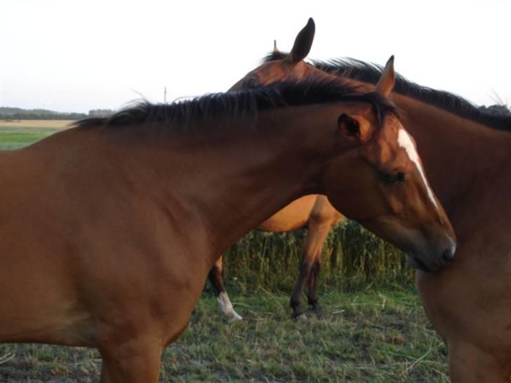 Dansk Varmblod Engdal´s Lantamos (solgt) billede 6