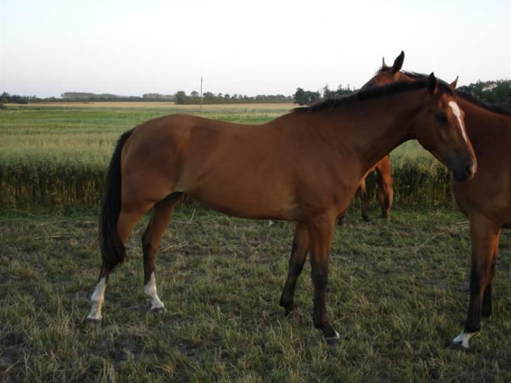 Dansk Varmblod Engdal´s Lantamos (solgt) billede 7