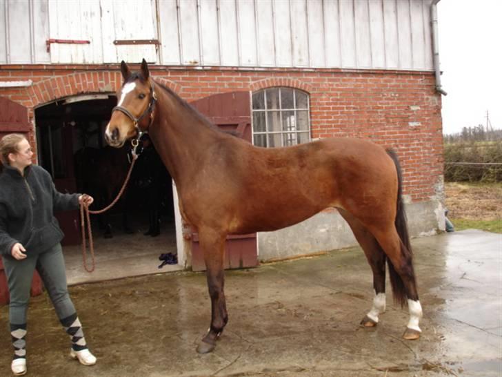 Dansk Varmblod Engdal´s Lantamos (solgt) - 2 1/2 år og lige kommet hjem billede 10