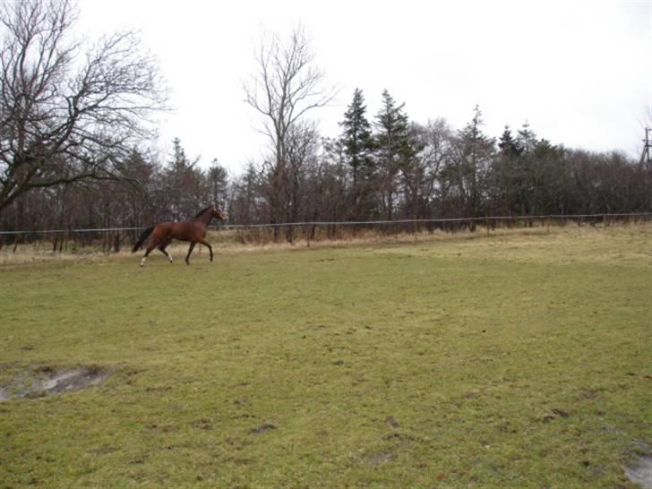 Dansk Varmblod Engdal´s Lantamos (solgt) billede 13
