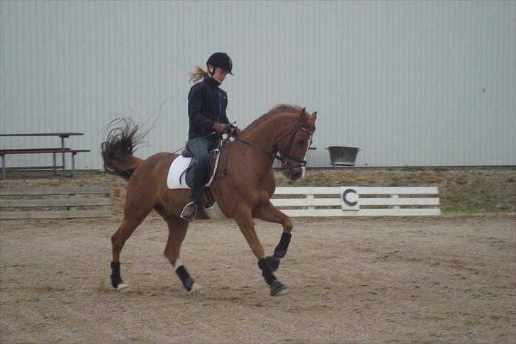 DSP Fantast A.M. billede 12