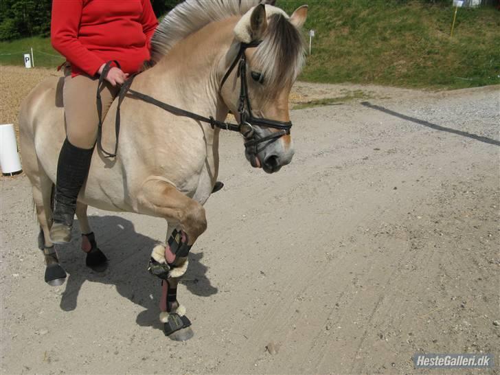 Fjordhest Troja * Elskede * - Spansk skridt :) billede 4