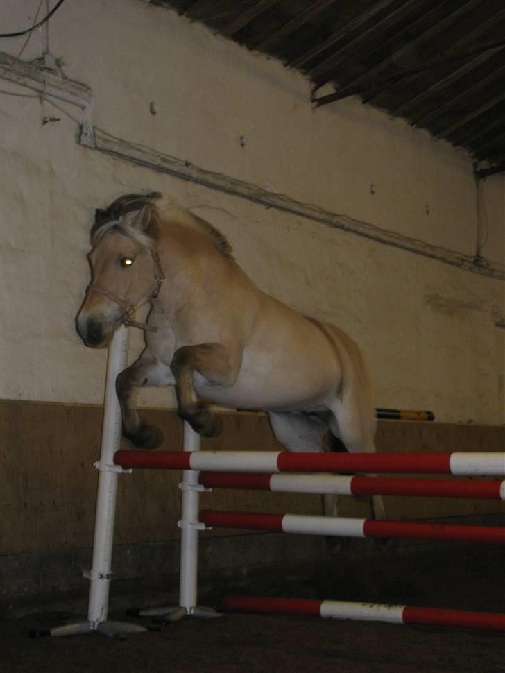 Fjordhest Troja * Elskede * - 90 cm. D. 11.05.09 billede 6