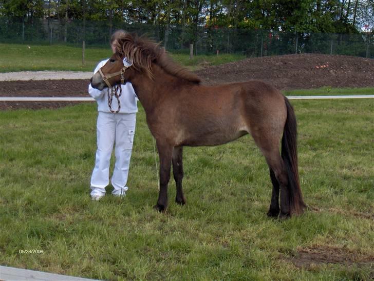 Islænder Tritla fra Rønnekildegård - et af de eneste billeder hvor tritla står på fire ben. til roskilde dyrskue 2006 som 2 års billede 12