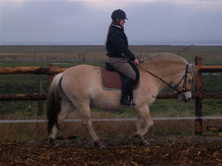 Fjordhest Fea Strødam  - Efterår 07 rytter og foto Charlotte A billede 14