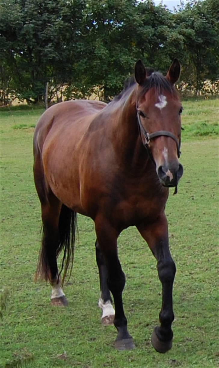 Oldenborg Sleipner (R.I.P) - Billede fra sommer 2007, lige efter jeg købte ham billede 3