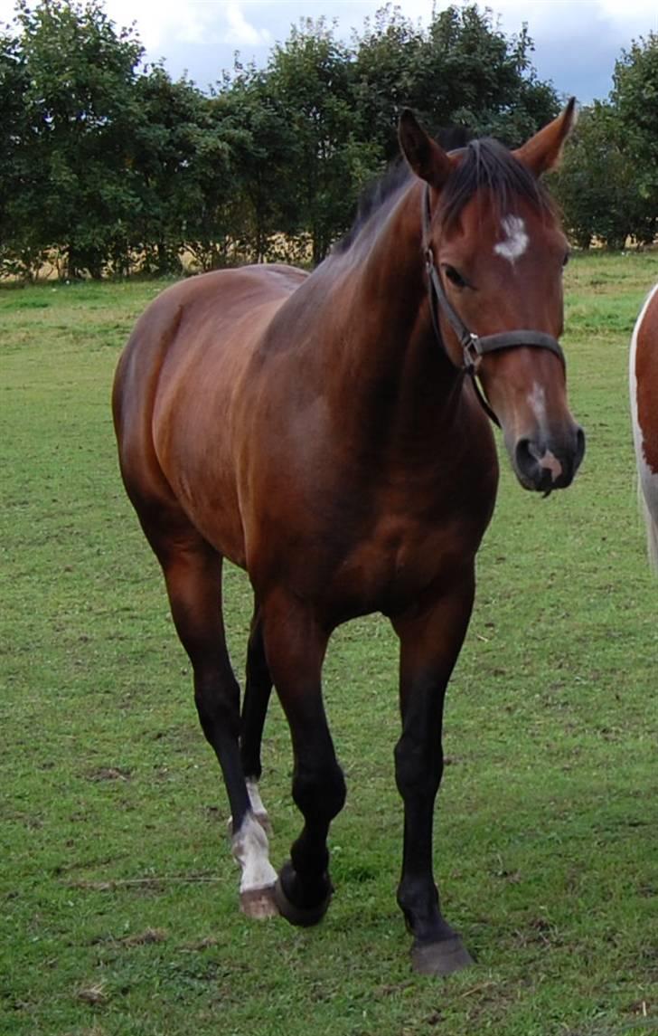 Oldenborg Sleipner (R.I.P) - Billede fra sommer 2007, lige efter jeg købte ham billede 4