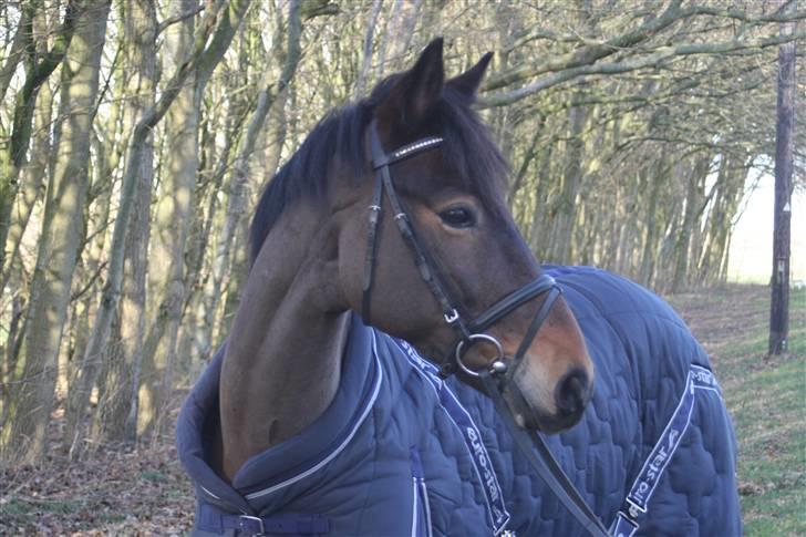 Anden særlig race Nicko - Smukke Nicko som fotomodel (: billede 15