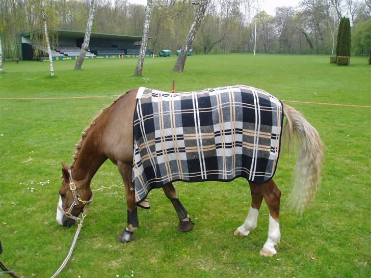 Irish Cob sjors, SOLGT;*( - jeg eeelsker maad !! billede 11