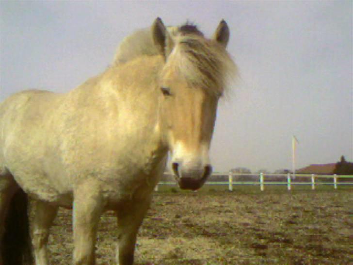 Fjordhest Speedy billede 2