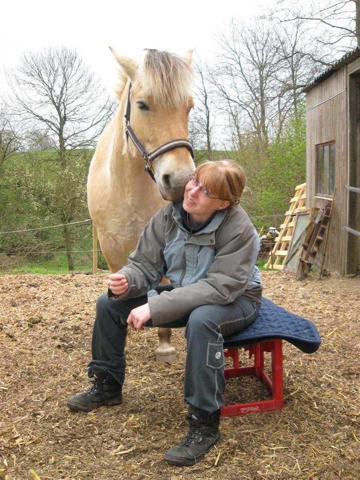 Fjordhest Speedy billede 3