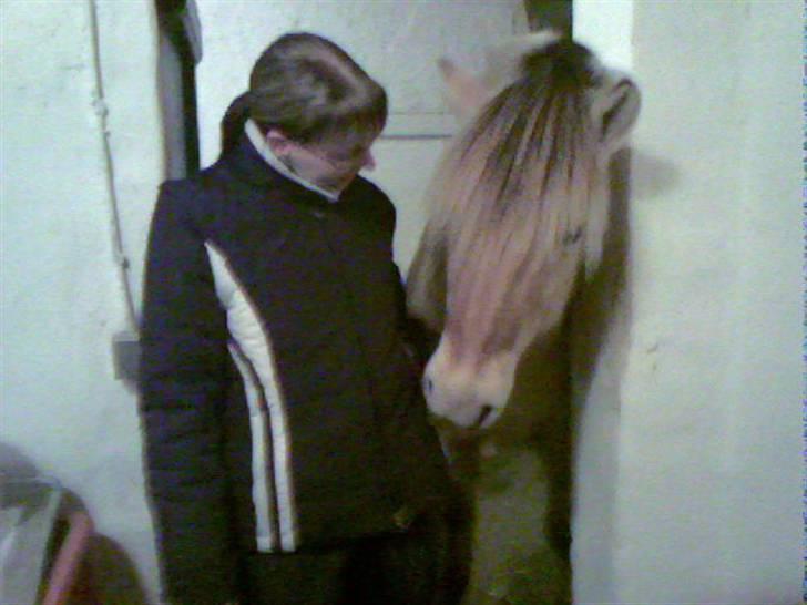 Fjordhest Speedy - Tit tit har du mad til mig  billede 4