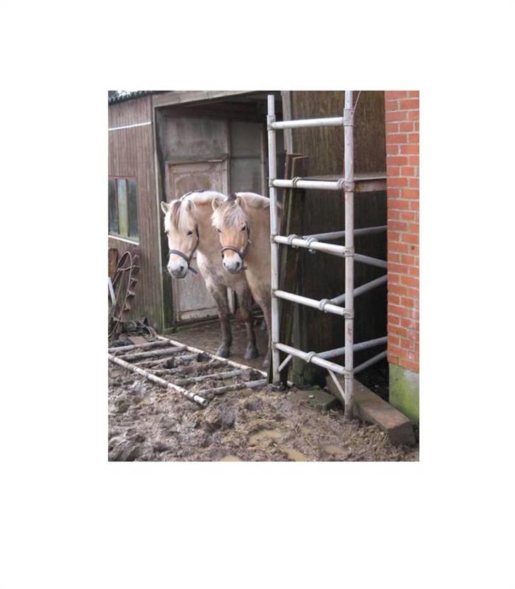 Fjordhest Speedy - Ved godt vi ikke må være herinde, men den øhh væltede af sig selv ;) billede 5